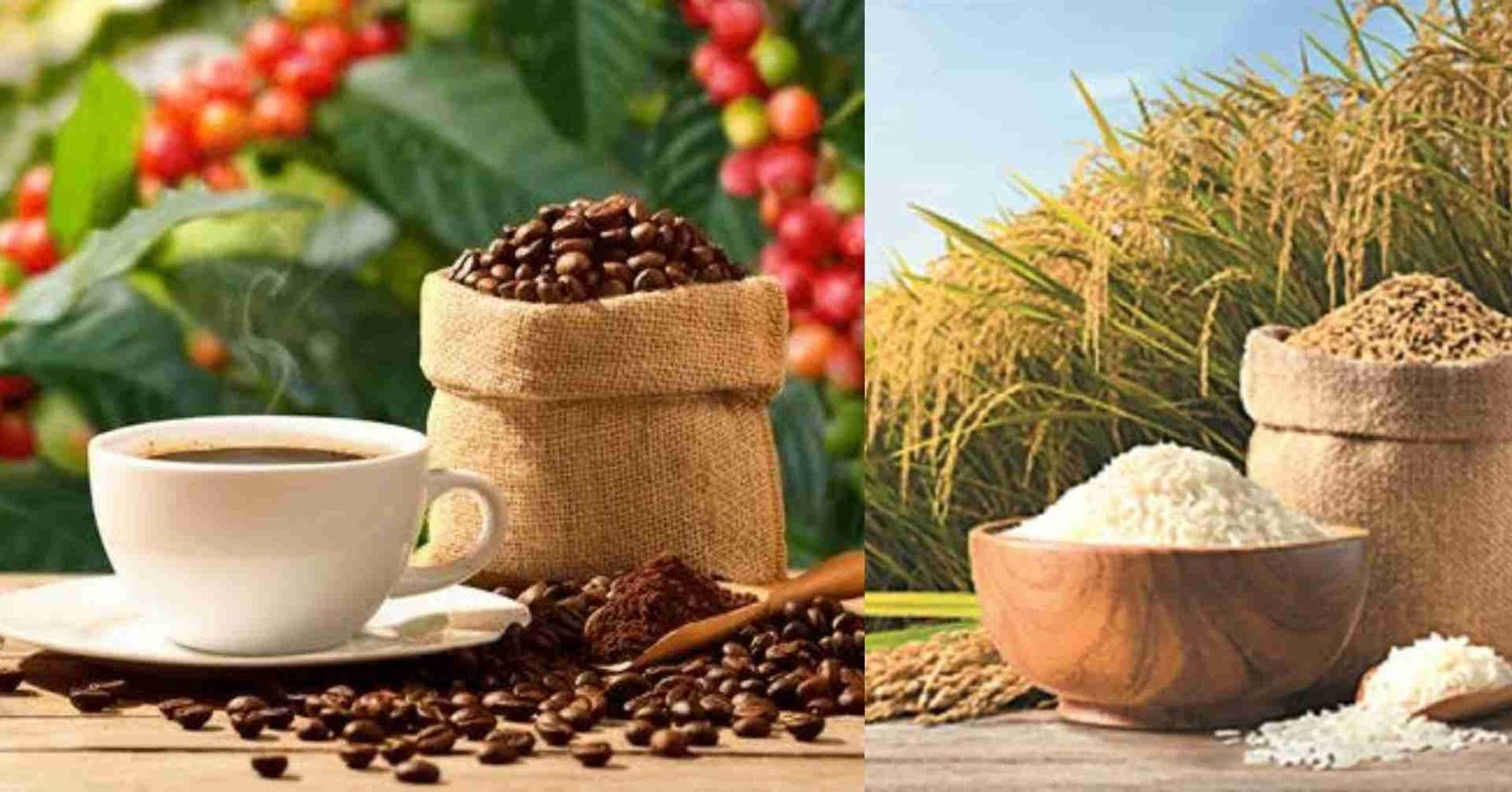 Trump's 50% Tariff on Brazil:ಬ್ರೆಜಿಲ್ನ ವ್ಯಾಪಾರ ಅಡಚಣೆ! ಭಾರತದ ಅಕ್ಕಿ ಮತ್ತು ಕಾಫಿಗೆ ಜಾಗತಿಕ ಮಾರುಕಟ್ಟೆಯಲ್ಲಿ ಸುವರ್ಣಾವಕಾಶ!