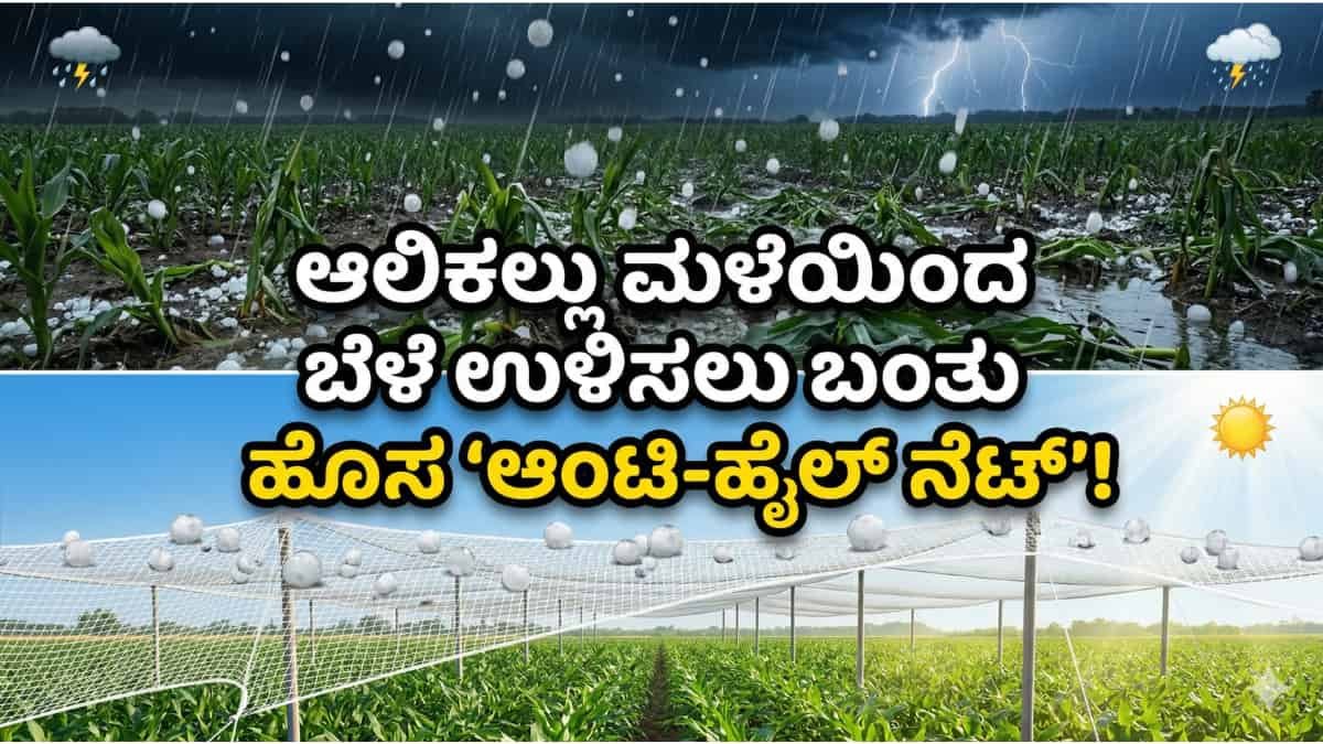 Anti Hail Net: ರೈತರಿಗೆ ಗುಡ್ ನ್ಯೂಸ್: ಆಲಿಕಲ್ಲು ಮಳೆಯಿಂದ ಬೆಳೆ ಉಳಿಸಲು ಬಂತು ಹೊಸ 'ಆಂಟಿ-ಹೈಲ್ ನೆಟ್'! ಇದನ್ನು ಹಾಕಿದ್ರೆ ನಿಮ್ಮ ಬೆಳೆ 100% ಸೇಫ್!