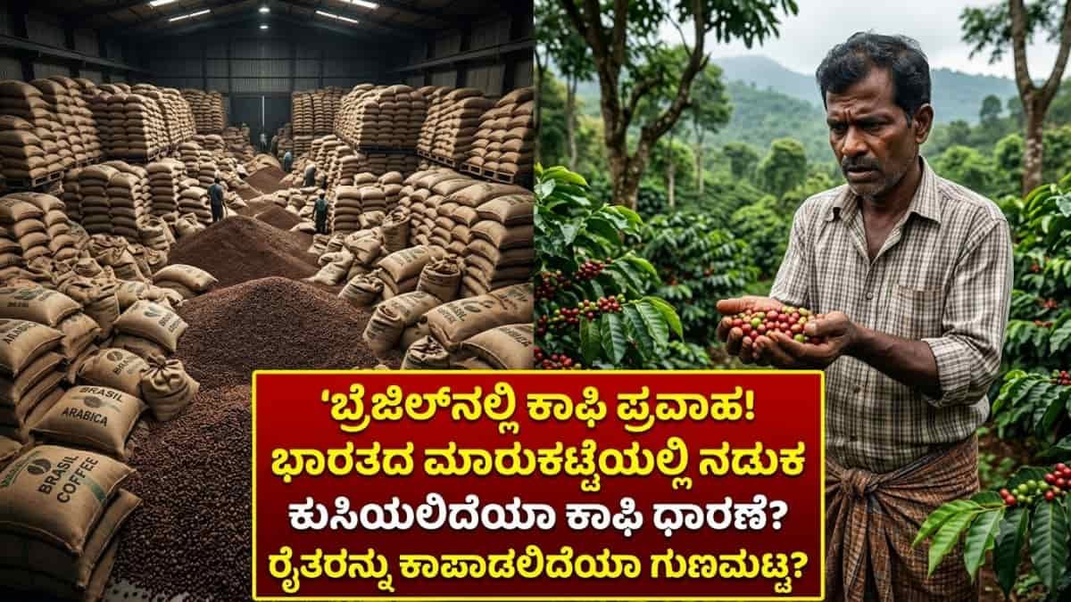 Brazil Coffee: ಜಾಗತಿಕ ಮಾರುಕಟ್ಟೆಯಲ್ಲಿ ಬ್ರೆಜಿಲ್ ಕಾಫಿ ದರ್ಬಾರ್: ಈ ವರ್ಷ ಕಾಫಿ ರೇಟ್ ಹೇಗಿರಲಿದೆ ಗೊತ್ತಾ? ಮಲೆನಾಡಿನ ಕಾಫಿ ಬೆಳೆಗಾರರಿಗೆ ಕಾದಿದೆಯಾ ಕಂಟಕ?