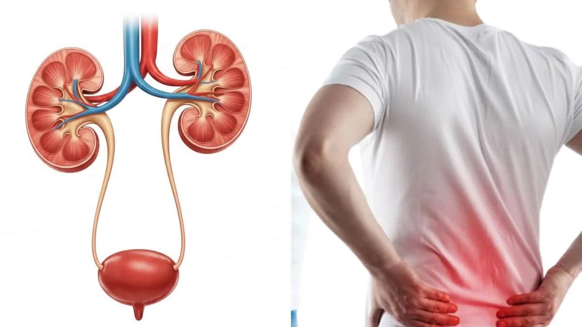 Kidney Failure Signs: ಎಚ್ಚರ! ಸದ್ದಿಲ್ಲದೇ ಜೀವ ಹಿಂಡುತ್ತಿದೆ ಕಿಡ್ನಿ ಕಾಯಿಲೆ; ಆರಂಭದಲ್ಲೇ ಇದನ್ನು ಪತ್ತೆ ಹಚ್ಚುವುದು ಹೇಗೆ? ಇಲ್ಲಿದೆ ಪ್ರಮುಖ 10 ಲಕ್ಷಣಗಳು!