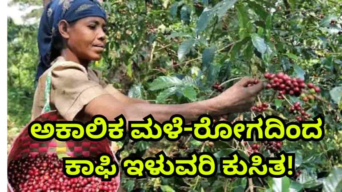 ಕಾಫಿ ಬೆಳೆಗಾರರಿಗೆ ಶಾಕ್: ಅಕಾಲಿಕ ಮಳೆ-ರೋಗದಿಂದ ಕರ್ನಾಟಕದಲ್ಲಿ 30,000 ಟನ್ ಇಳುವರಿ ಕುಸಿತ ಸಾಧ್ಯತೆ!