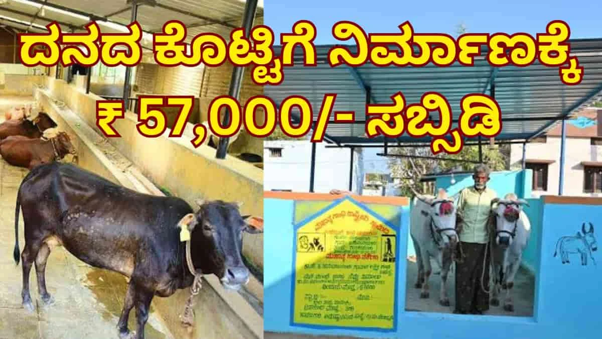 Cattle Shed Scheme: ರೈತರಿಗೆ ಗುಡ್ ನ್ಯೂಸ್: ಕೊಟ್ಟಿಗೆ ನಿರ್ಮಾಣಕ್ಕೆ ₹ 57,000/- ಜೊತೆಗೆ 'ಪಶುಭಾಗ್ಯ' ಅಡಿಯಲ್ಲಿ ₹ 1.20 ಲಕ್ಷದವರೆಗೆ ಸಾಲ ಸೌಲಭ್ಯ!