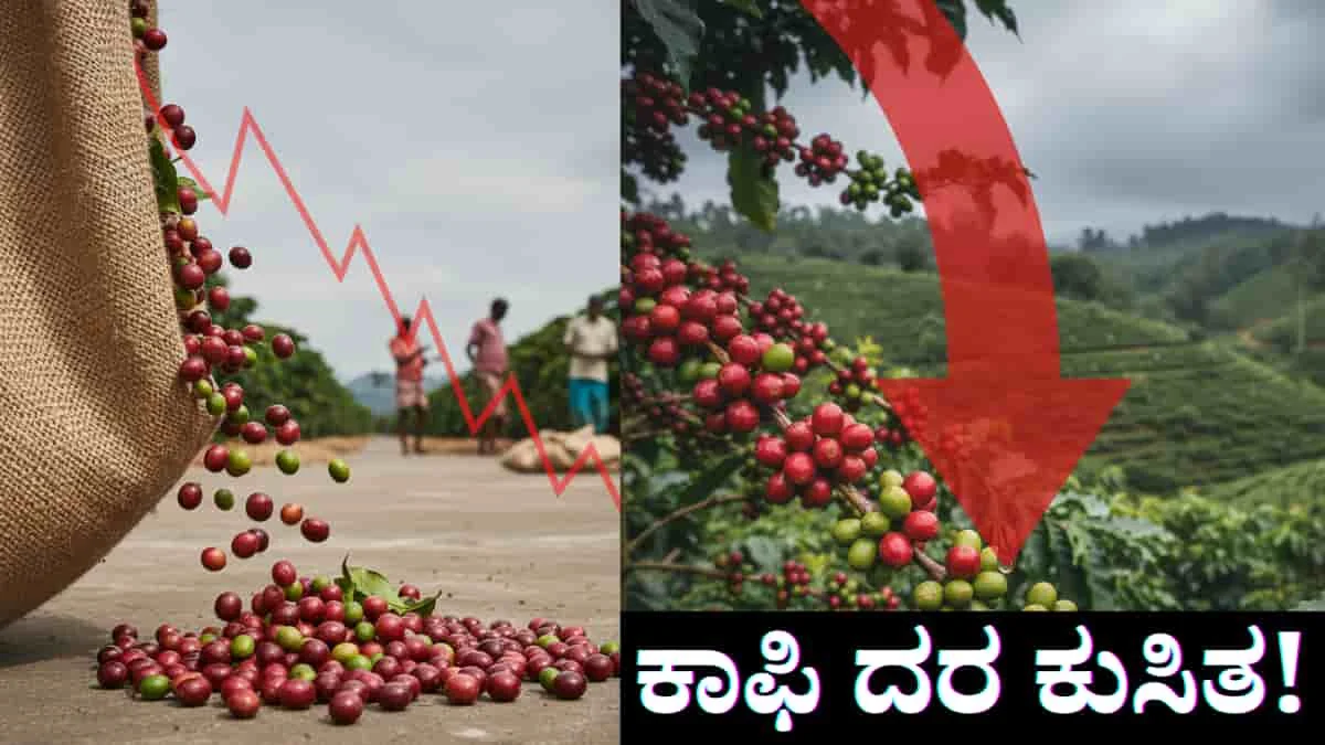 Coffee Price Drop : ಕಾಫಿ ಬೆಳೆಗಾರರಿಗೆ ಬೆಲೆ ಕುಸಿತದ ಆಘಾತ! ರೋಬಸ್ಟಾ ದರದಲ್ಲಿ ₹3,700 ಇಳಿಕೆ; ಹಾಸನ, ಕೊಡಗು ಬೆಳೆಗಾರರು ಕಂಗಾಲು!