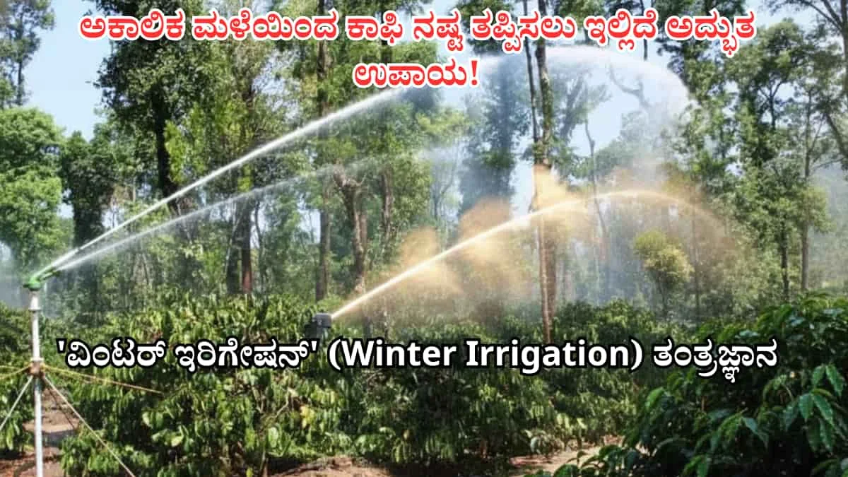 Winter Irrigation: ಅಕಾಲಿಕ ಮಳೆಯಿಂದ ಕಾಫಿ ನಷ್ಟ ತಪ್ಪಿಸಲು ಇಲ್ಲಿದೆ ಅದ್ಭುತ ಉಪಾಯ: ವಿಂಟರ್ ಇರಿಗೇಷನ್ ತಂತ್ರದಿಂದ 1 ಎಕರೆಗೆ 25 ಬ್ಯಾಗ್ ಕಾಫಿ ಪಡೆಯುವುದು ಹೇಗೆ?