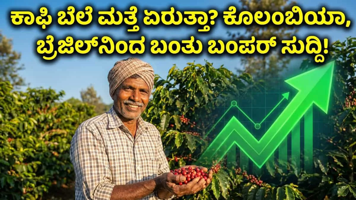 Coffee Price Increase: ಕಾಫಿ ಬೆಳೆಗಾರರಿಗೆ ಬಂಪರ್ ಸುದ್ದಿ: ಕೊಲಂಬಿಯಾದಲ್ಲಿ ಕಾಫಿ ಬೆಳೆ ಶೇ. 34ರಷ್ಟು ದಿಢೀರ್ ಕುಸಿತ! ಮುಂದಿನ ದಿನಗಳಲ್ಲಿ ಕಾಫಿ ರೇಟ್ ಏರುತ್ತಾ?