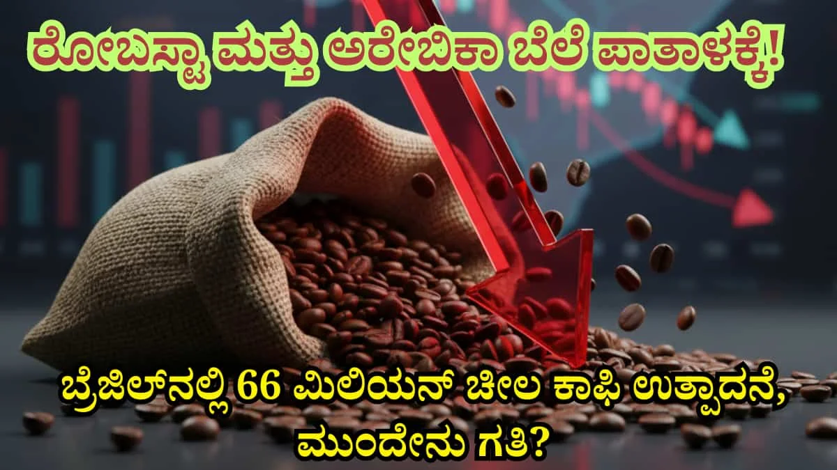 Coffee prices today:ಕಾಫಿ ಬೆಳೆಗಾರರಿಗೆ ಬಿಗ್ ಶಾಕ್! ರೋಬಸ್ಟಾ ಮತ್ತು ಅರೇಬಿಕಾ ಬೆಲೆ ಪಾತಾಳಕ್ಕೆ! ಬ್ರೆಜಿಲ್‌ನಲ್ಲಿ 66 ಮಿಲಿಯನ್ ಚೀಲ ಕಾಫಿ ಉತ್ಪಾದನೆ, ಮುಂದೇನು ಗತಿ?